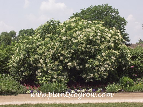American Elderberry (Sambucus canadensis) 
A large mature plant (picture taken in mid May)